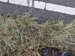Eragrostis tenuifolia