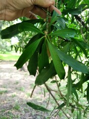 Pouteria gardneriana