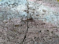 Tetragnatha elongata