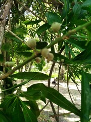 Pouteria gardneriana