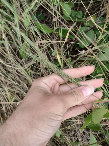 Digitaria velutina observed 2022-10-26