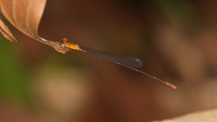Teinobasis rufithorax