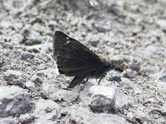 Erynnis tristis tatius