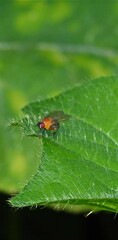 Sapromyza sciomyzina