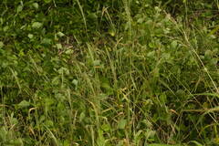 Digitaria velutina