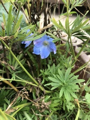 Angiospermae