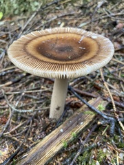 Amanita pachycolea