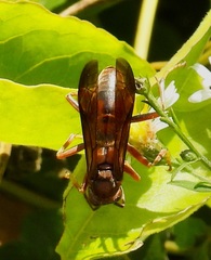 Polistes rubiginosus
