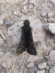 Erynnis tristis tatius