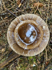 Amanita pachycolea