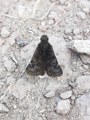 Erynnis tristis tatius