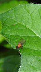 Sapromyza sciomyzina
