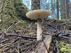 Amanita pachycolea