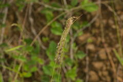 Digitaria insularis