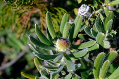 Proteaceae