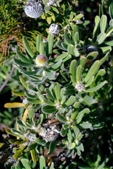Proteaceae