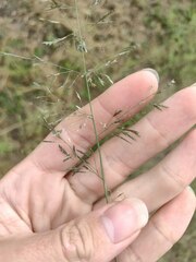 Eragrostis tenuifolia