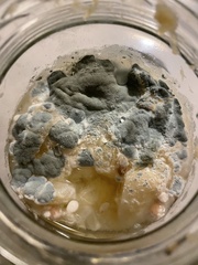 Penicillium digitatum