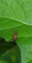 Sapromyza sciomyzina