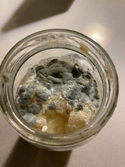 Penicillium digitatum