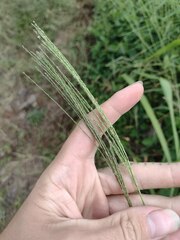 Digitaria velutina