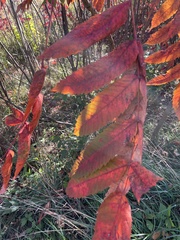 Rhus