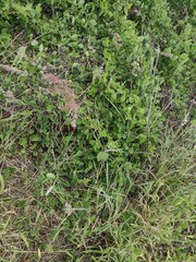 Melinis repens