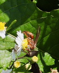 Polistes rubiginosus