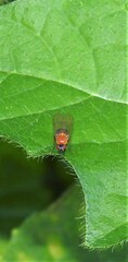 Sapromyza sciomyzina
