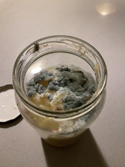 Penicillium digitatum