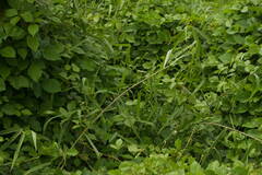 Urochloa mutica