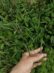 Digitaria velutina