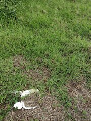 Cenchrus clandestinus