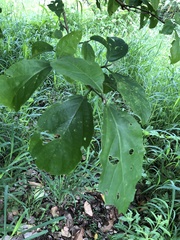 Mallotus claoxyloides