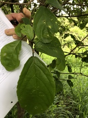 Mallotus claoxyloides