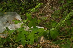 Passiflora subpeltata