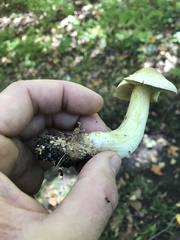 Tricholoma odorum