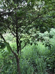Mallotus claoxyloides