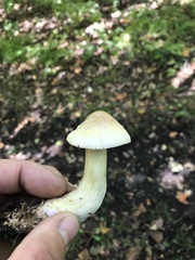 Tricholoma odorum