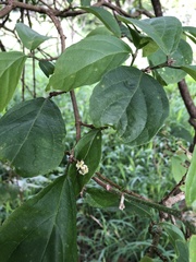 Mallotus claoxyloides