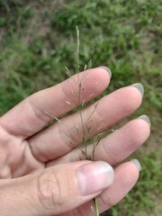 Eragrostis tenuifolia