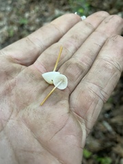 Strobilurus conigenoides