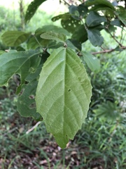 Mallotus claoxyloides