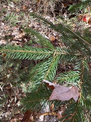Picea abies