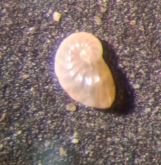 Nonionella auricula