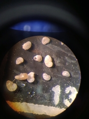 Nonionella auricula