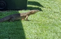 Varanus panoptes panoptes