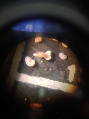 Nonionella auricula