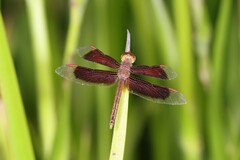 Neurothemis stigmatizans