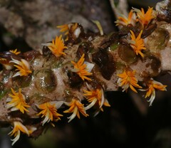 Asterogyne guianensis